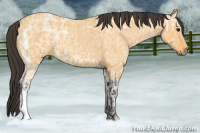 Horse Color:Buckskin Ice Roan 