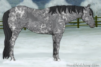 Horse Color:Blue Ice Roan