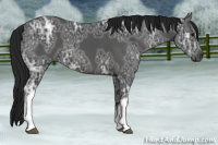 Horse Color:Gray Black Ice 