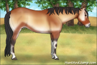 Horse Color:Bay Onyx 