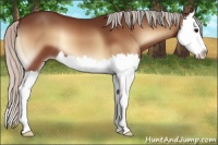 Horse Color:Silver Bay Onyx Splash 
