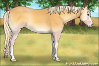 Horse Color:Palomino Onyx 