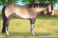 Horse Color:Bay Roan Onyx 