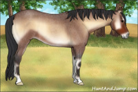 Horse Color:Bay Roan Onyx 