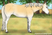 Horse Color:Palomino Onyx 