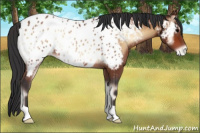 Horse Color:Bay Onyx Appaloosa 