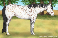 Horse Color:Bay Onyx Appaloosa 