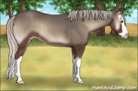 Horse Color:Silver Blue Onyx Splash