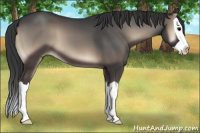 Horse Color:Blue Onyx Splash 