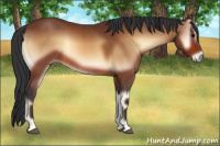 Horse Color:Bay Onyx Rabicano 