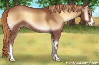 Horse Color:Red Onyx 
