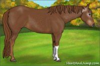 Horse Color:Gray Chestnut 