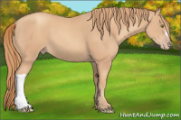 Horse Color:Gold Champagne 