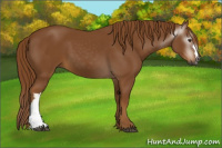 Horse Color:Gray Chestnut 