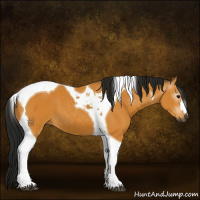 Horse Color:Gray Buckskin Tobiano 