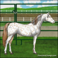 Horse Color:Red Dun Near Leopard 