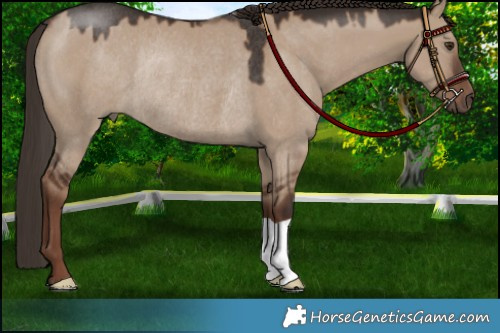Horse Color:Liver Red Dun Rabicano