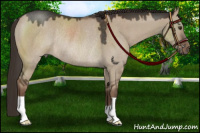 Horse Color:Liver Red Dun Rabicano