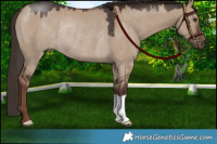 Horse Color:Liver Red Dun Rabicano 