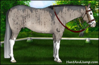 Horse Color:Brown Roan Dun Splash Brindle