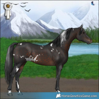 Horse Color:White Spotted Brown Rabicano 