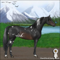 Horse Color:White Spotted Brown Rabicano 