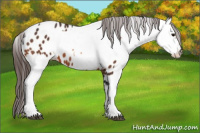 Horse Color:Bay Appaloosa  and Bay Appaloosa 