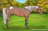 Horse Color:Silver Bay Appaloosa 