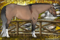 Horse Color:Brown Roan Dun