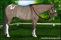 Horse Color:Liver Red Dun Snowflake Varnish Rabicano 