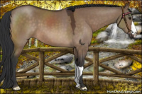 Horse Color:Brown Dun 