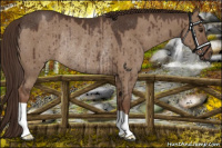 Horse Color:Liver Red Dun Rabicano Brindle 