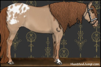 Horse Color:Red Dun Appaloosa 