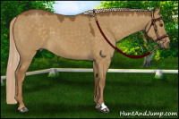Horse Color:Chocolate Palomino Dun
