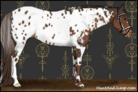 Horse Color:White Spotted Liver Chestnut Blanket 