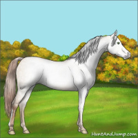 Horse Color:Gray Gold Champagne Dun 