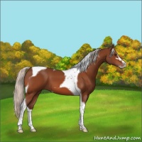Horse Color:Silver Brown Sabino Tobiano