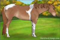 Horse Color:Chestnut Tobiano Rabicano 