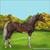 Horse Color:Silver Brown Sabino Tobiano