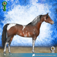 Horse Color:Brown Sabino Tobiano Rabicano