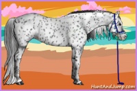 Horse Color:Blue Roan Appaloosa 