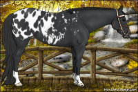 Horse Color:Black Appaloosa