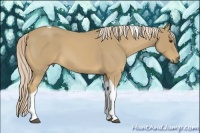 Horse Color:Palomino Roan Tobiano