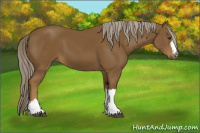 Horse Color:Chocolate Palomino 