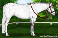Horse Color:Chocolate Silver Buckskin Chinchilla Appaloosa
