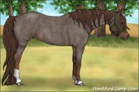 Horse Color:Liver Red Roan Tobiano 