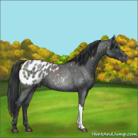Horse Color:Blue Roan Appaloosa 