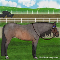 Horse Color:Buckskin Roan Sabino Rabicano