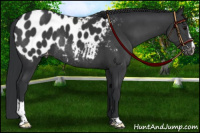 Horse Color:Platinum Black Sabino Blanket Rabicano 