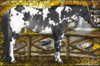 Horse Color:White Spotted Black Rabicano 